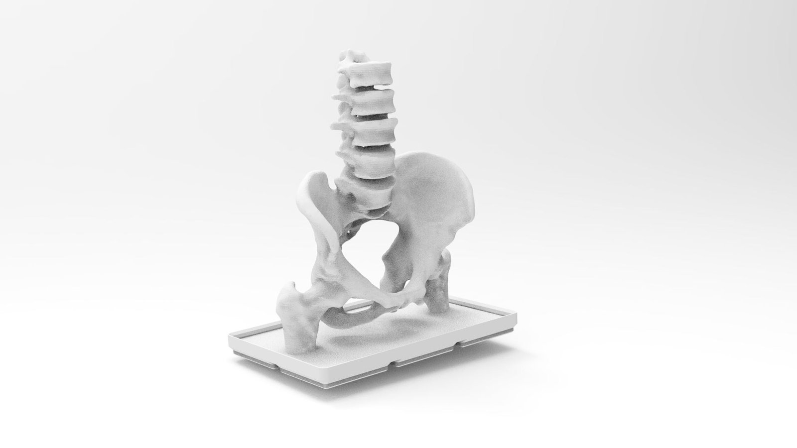 Human pelvis 3D printed anatomical model for teaching