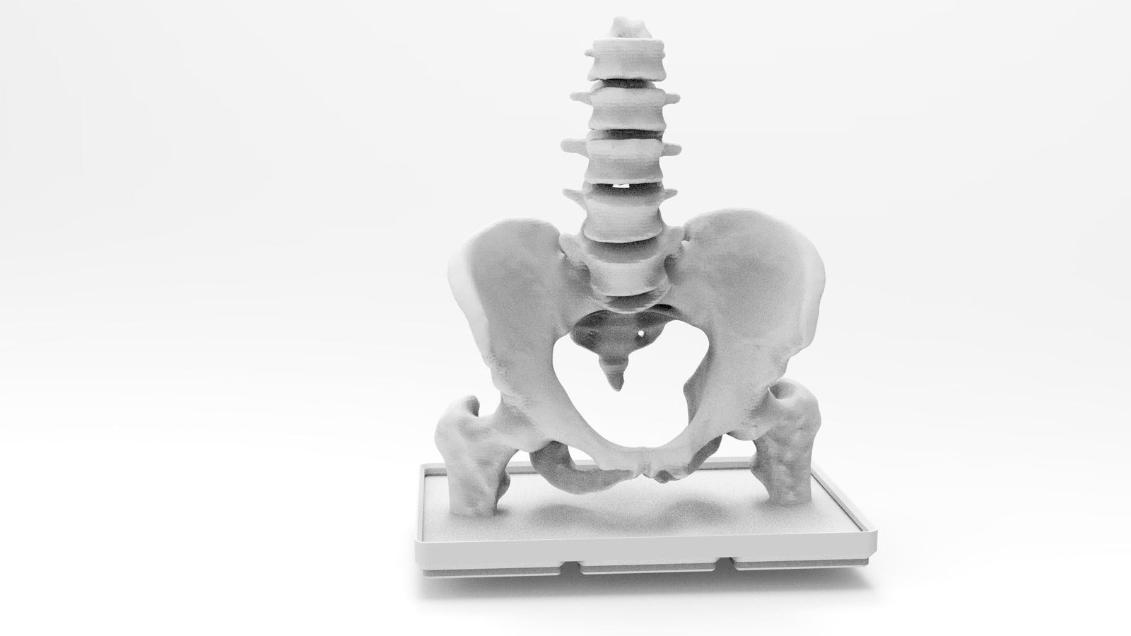 Educational 3D pelvis model printed by DigiGlen