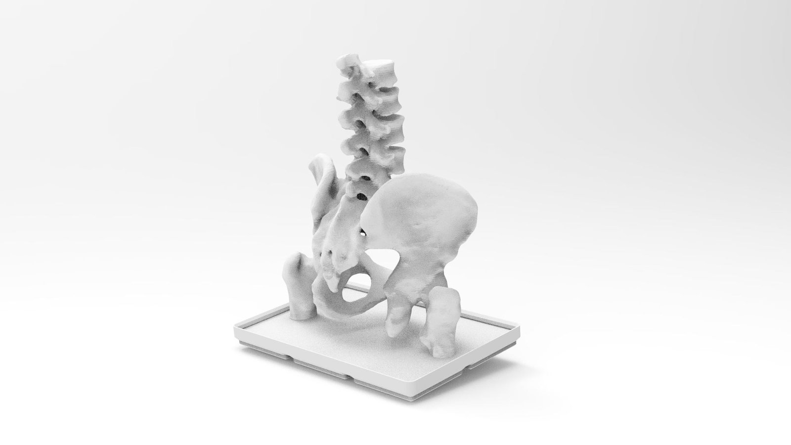 3D printed pelvis anatomy model for medical studies