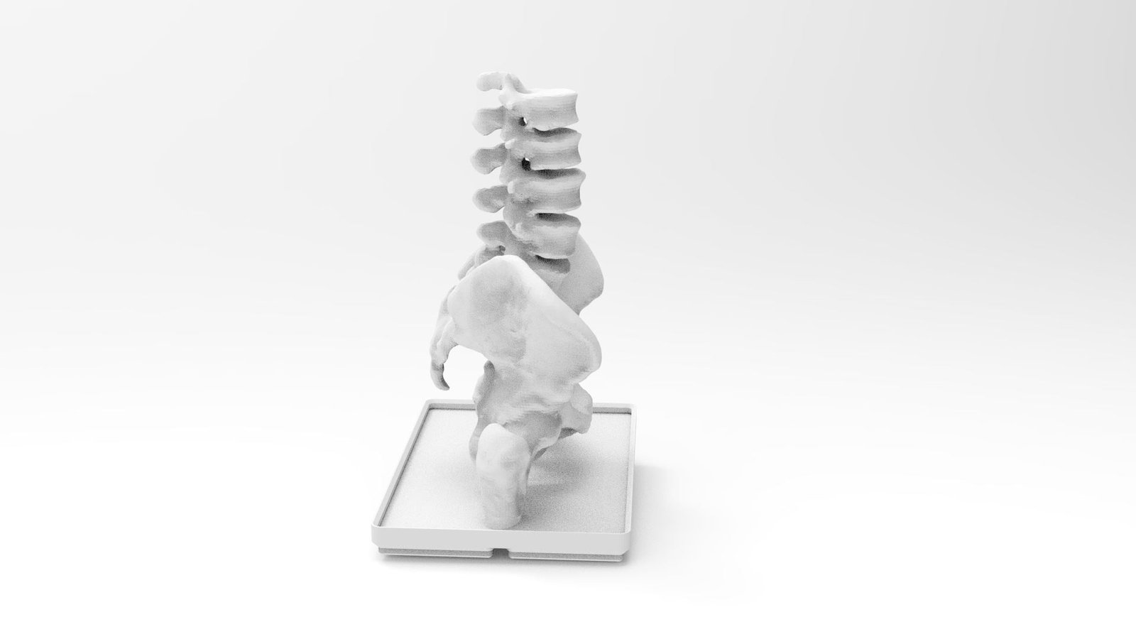 Anatomical 3D printed pelvis model by DigiGlen