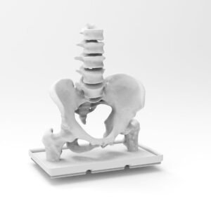 3D printed human pelvis model by DigiGlen