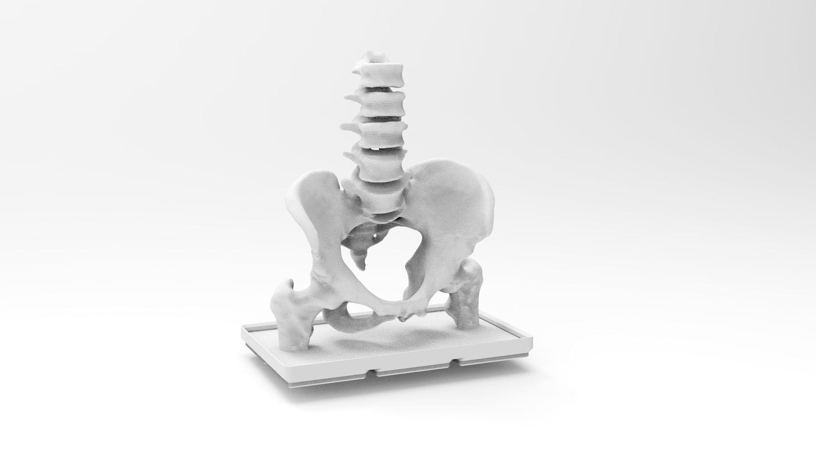 3D printed human pelvis model by DigiGlen